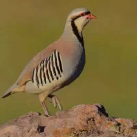 جوجه بلدرچین پرورشی منوجان