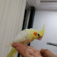 جوجه عروس هلندی|پرنده|برازجان, |دیوار