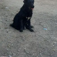 سگ نر ۱۱ماهه دم قر|سگ|نجف‌آباد, کهریزسنگ|دیوار