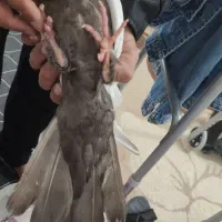 دمبی|پرنده|رامهرمز, |دیوار