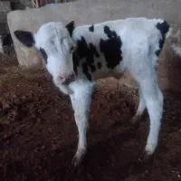 گوساله شیری سمینار درجه یک|حیوانات مزرعه|شازند, |دیوار