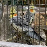 معاوضه با جفت کبوتر|پرنده|تهران, تهرانسر غربی|دیوار