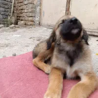 سگ ژرمن|سگ|پیشوا, |دیوار