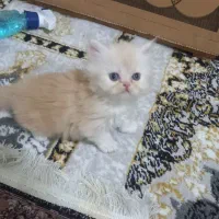 گربه پرشین بریتیش