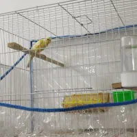 قناری لیمویی