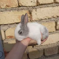 خرگوش|موش و خرگوش|ارومیه, |دیوار