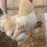 خروس محلی قوی و سالم