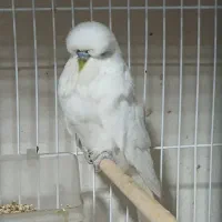 مرغ عشق انگلیسی گرید آ و قفس