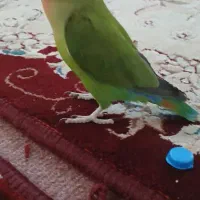 طوطی برزیلی نر