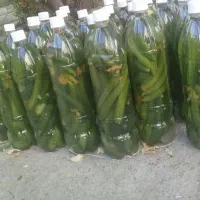 خیار شور