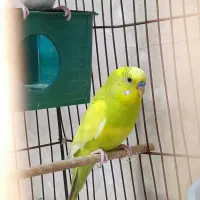 مرغ عشق جفت