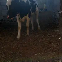 گاو آمریکایی فروشی|حیوانات مزرعه|هیدوچ, |دیوار