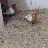 جفتگاه|پرنده|مشهد, خواجه ربیع|دیوار