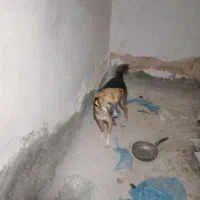 سگ دورگه ژرمن قدر جون