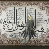 عروس هلندی لوتینو مولد تضمینی