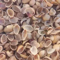 خریدار پوست پسته و بادام