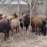 میش ها همه جوان 2و4دندان قوچ خورده از قوچ همو