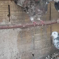 کبوتر گرفتنی رنگی و پلاکی سرور|پرنده|قم, ولیعصر|دیوار