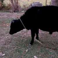 سه راس گاو نر|حیوانات مزرعه|سیاهکل, |دیوار