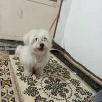 فوروش سگ شیتزو|سگ|شاهین‌شهر, گزبرخوار|دیوار