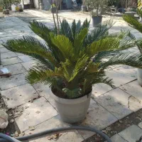 خدمات باغبانی صفر تا صد|خدمات باغبانی و درختکاری|کرج, فاز ۴ مهرشهر|دیوار