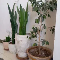 گل طبیعی با گلدان