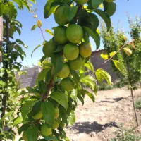 نهال|خدمات باغبانی و درختکاری|چناران, |دیوار