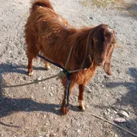 چپش