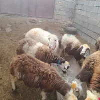 میش و بره ماده شیشک افشارپلنگی