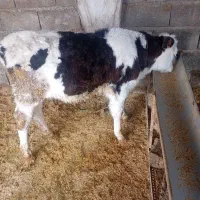 گوساله سمینتال مونت نر