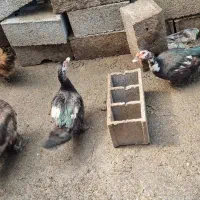 فروش اردک اسرائیلی تخم گذار