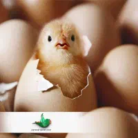 فروش مرغ محلی تخم گذار نژاد گلپایگانی|حیوانات مزرعه|گرگان, |دیوار