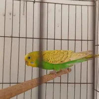 مرغ عشق ماده