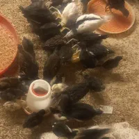 جوجه گلین فول کیفیت۲۰روزه و۱۰روزه و۳روزه