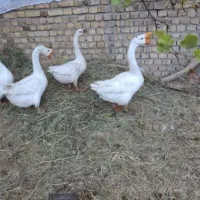 قوغاز|حیوانات مزرعه|سهند, |دیوار