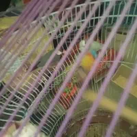 دوتافنج دوتاکوتوله ماده