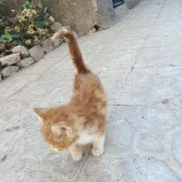 واگذاری حیوون خونگی رایگان