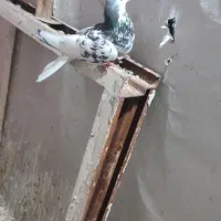 المانی