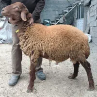 بره قوچ همو(دارای ژن چندقلوزایی صد‌ در صد)