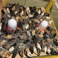 جوجه محلی،تخم مرغ نطفه دار،غاز نر