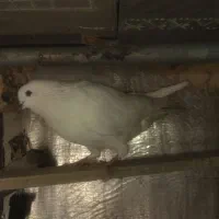 دو عدد کبوتر سفید|پرنده|سنندج, |دیوار