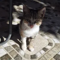 واگذاری گربه|گربه|زرگرشهر, |دیوار