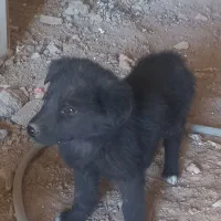 توله سگ نگهبان|سگ|رباط‌کریم, نصیرشهر|دیوار