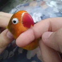 طوطی برزیلی دستی|پرنده|فردیس, فرامرزیه|دیوار