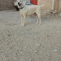 فروش فوری سگ