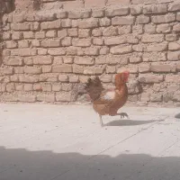 مرغ تخم گذار