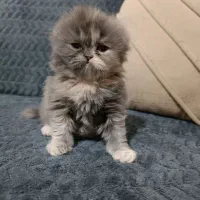 بچه گربه اسکاتیش و پرشین