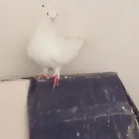 کبوتر پروازی است