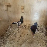 کبوترنرو ماده سینه سیاه جوان|پرنده|شیراز, شیخ علی چوپان|دیوار