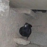 یک کبوتر زاغ۱۵۰ هزار